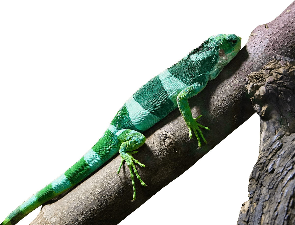 slider img 11